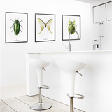 Hagedornhagen Butterfly Art Print -  'New Collection S15'