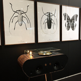 Hagedornhagen White Beetle Art Print -  'BW1-Silver Foil'