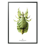 Hagedornhagen Leaf Insect Art Print -  'New Collection B10'
