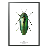 Hagedornhagen Beetle Art Print -  'New Collection B9'