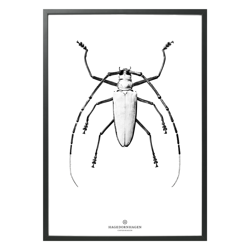 Hagedornhagen White Beetle Art Print -  'BW1-Silver Foil'