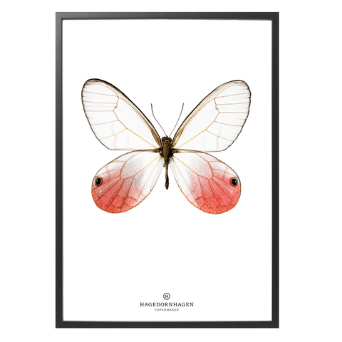 Hagedornhagen Butterfly Art Print -  'New Collection S13'