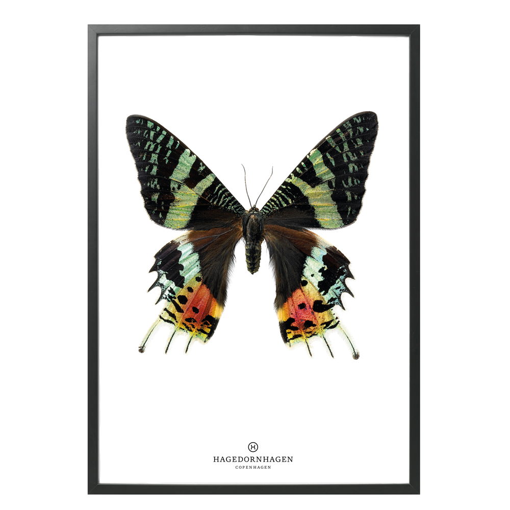 Hagedornhagen Butterfly Art Print -  'New Collection S14'