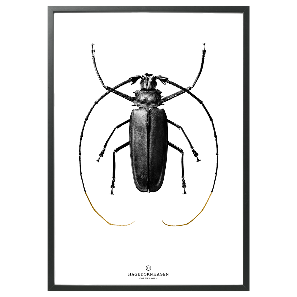 Hagedornhagen Black Beetle Art Print -  'BW2-Silver Foil'