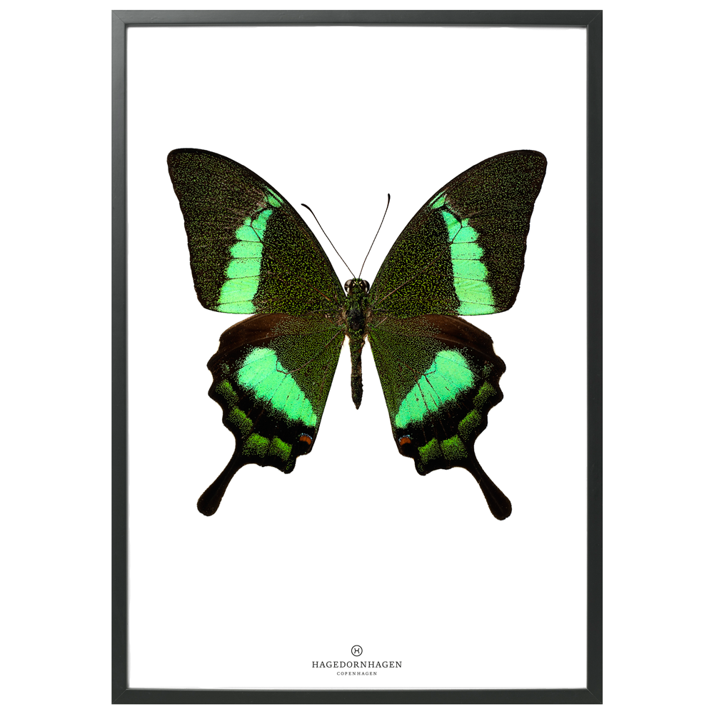 Hagedornhagen Butterfly Art Print -  'New Collection S17'