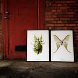 Hagedornhagen Butterfly Art Print -  'New Collection S15'