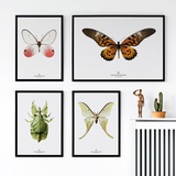 Hagedornhagen Butterfly Art Print -  'New Collection S16'